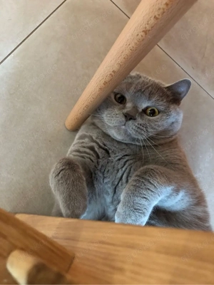 Bkh kater 10 Monate alt