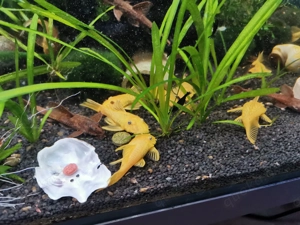Ancistrus L144 Yellow Gelb Welse mit dunklen Augen kein Albino