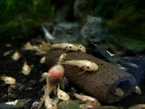 Ancistrus L144 Yellow Gelb Welse mit dunklen Augen kein Albino Bild 4