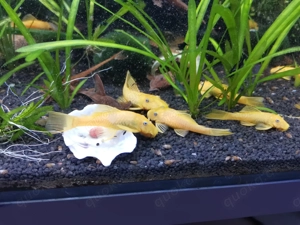 Ancistrus L144 Yellow Gelb Welse mit dunklen Augen kein Albino Bild 2