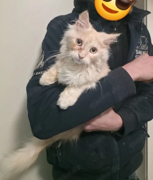  Maine Coon Kater