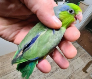 Blaugenick Sperlingspapageien jung Bild 2