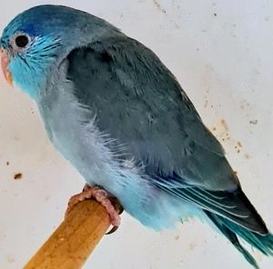 Junge Blaugenick Sperlingspapageien 