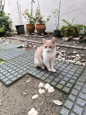 Katze Kater Tierschutz Bundesweite Vermittlung  Bild 8