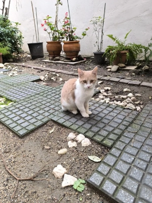 Katze Kater Tierschutz Bundesweite Vermittlung  Bild 7