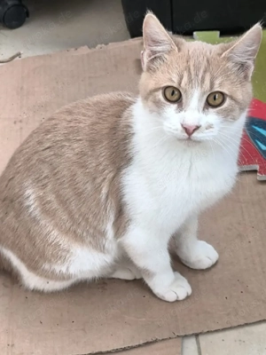 Katze Kater Tierschutz Bundesweite Vermittlung 