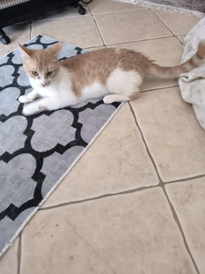 Katze Kater Tierschutz Bundesweite Vermittlung  Bild 3