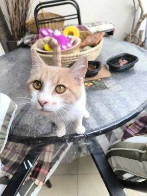 Katze Kater Tierschutz Bundesweite Vermittlung  Bild 4