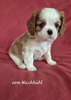 Wunderschöne Cavalier King Charles Spaniel Welpen aus seriöser Zucht mit Ahnentafel 