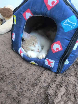Katze Kater Tierschutz Bundesweite Vermittlung  Bild 5