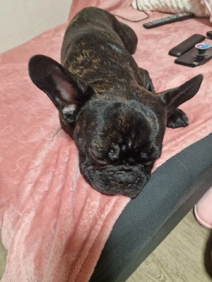 Französische Bulldogge 