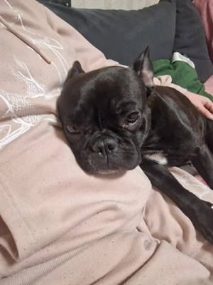 französische Bulldogge 
