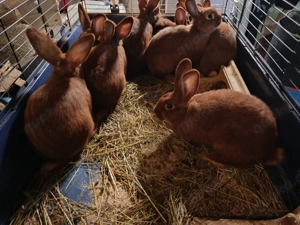 Rote Neuseeländer - deckfähig