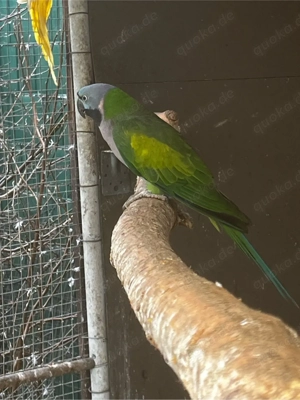 Verkaufe 0,1 Chinasittich von 2008