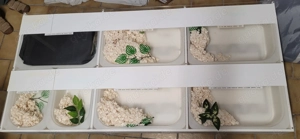 Verkaufsdisplay für Reptilien 