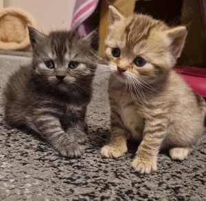 Bkh kitten tiger noch 2 dürfen reserviert werden 