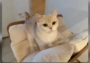 Wunderschöne BKH Katze Ay12