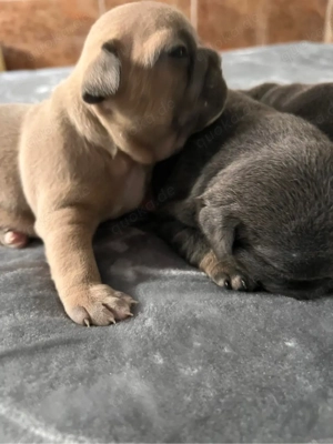 Französische Bulldogge