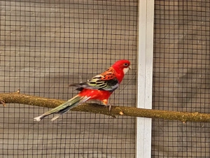 Ein Top paar Prachtrosella 