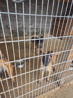 Reinrassige Malino Welpen 