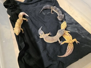 Leopardgeckos 