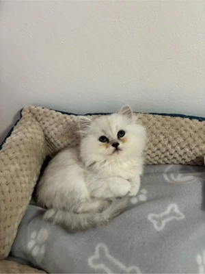 Britisch Langhaar Kitten
