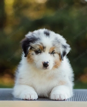 Reinrassige Australian shepherd welpen Ahnentafel!!