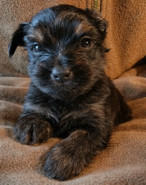 Yorkshireterrier Welpen