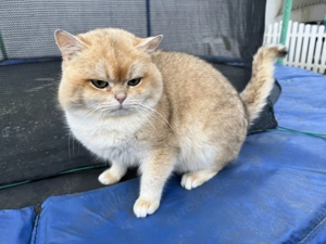 BKH Kater mit Stammbaum Black Golden Shell 