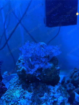 Pumpende Xenie ableger 