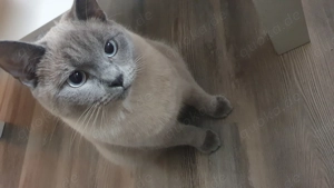 Bkh katze blue point 