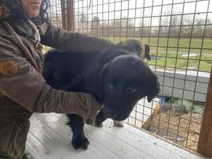 Lukacs, zzt. in Ungarn, Er ist ein gut Kerl und wartet eher ruhig auf seine neue Familie