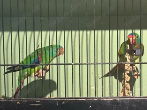 1.1 Schwalbensittich