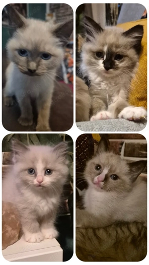 4 süße Siam Bkh Mix Kitten such ihr neues zuhause 