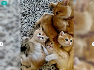 BKH Kitten suchen ein liebevolles Zuhause