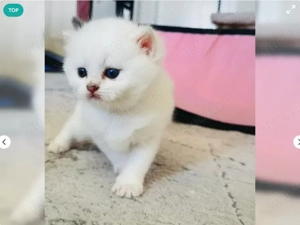 BKH Kitten suchen ein liebevolles Zuhause