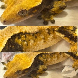 Correlophus ciliatus 