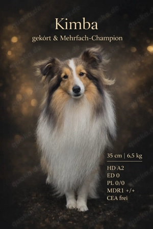 Sheltie Deckrüde