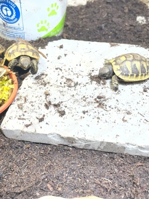 Griechische Landschildkröten tesrudo 