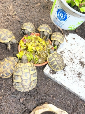 Griechische Landschildkröten testudo Bild 3