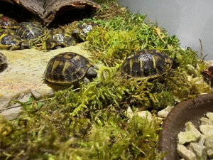 Griechischen Landkröten Testudo Hermani Hermani (THH) Lokalform Toskana