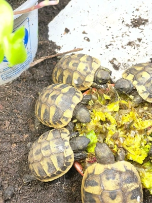Griechische Landschildkröten testudo Bild 4
