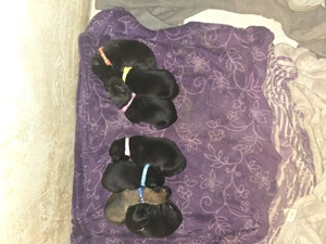 Labrador Hunde Welpen Mix 