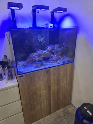 Meerwasser Aquarium Waterbox 90.3 Bild 2
