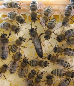  Bienen, Bienenvölker, Bienenvolk, Carnica auf Zander Bild 2