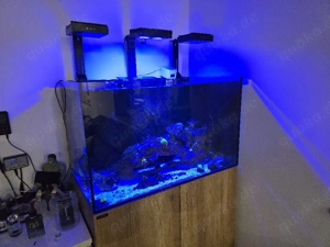 Meerwasser Aquarium Waterbox 90.3 Bild 3