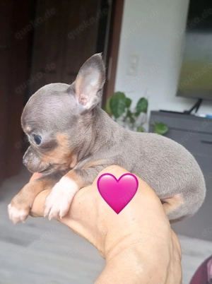 Chihuahua Mini Welpen Verkaufen