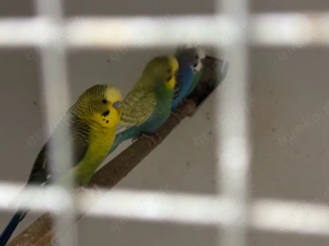 wellensittich zuchtpaare abzugeben 
