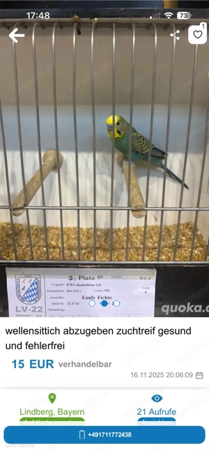 wellensittich zuchtpaare abzugeben  Bild 6