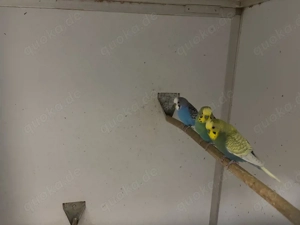 wellensittich zuchtpaare abzugeben  Bild 2